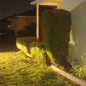 Bush Trimming by Greg's gardens reviewed on August 13, 2025