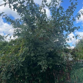 Bush Trimming by Freedom Lawn Care reviewed on November 21, 2025