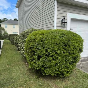 Bush Trimming by Carrillos lawn care reviewed on August 19, 2025