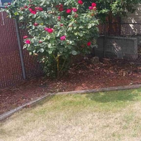 Bush Trimming by Immaculate rehab services LLC reviewed on August 20, 2025