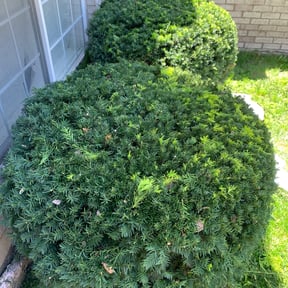 Bush Trimming by Superior lawn improvements reviewed on August 20, 2025