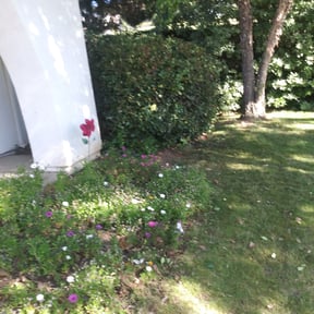 Bush Trimming by Summers lawn care reviewed on August 21, 2025