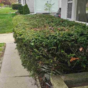 Bush Trimming by Escobar Lawn Care Services reviewed on May 13, 2026