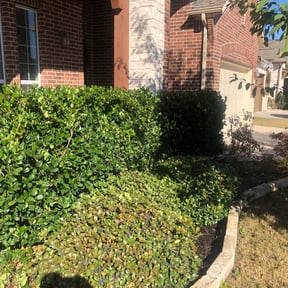 Bush Trimming by The customer first reviewed on August 19, 2025