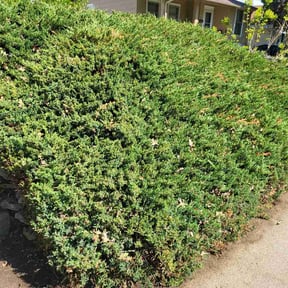 Bush Trimming by A. Jay’s landscaping reviewed on May 4, 2026