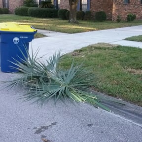 Bush Trimming by Christopher's lawn service reviewed on August 20, 2025