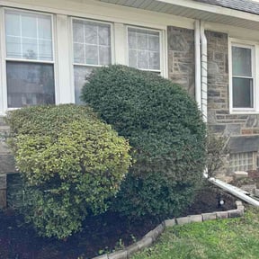 Bush Trimming by Bedrock reviewed on April 7, 2026