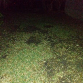 Leaf Removal by A Strong Lawn Care reviewed on August 14, 2025