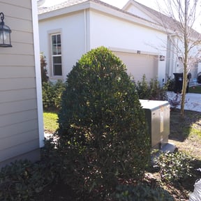Bush Trimming by SON SHINE LAWNS LLC reviewed on August 16, 2025