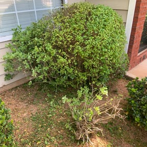 Bush Trimming by Pawpaws lawn care service reviewed on August 20, 2025