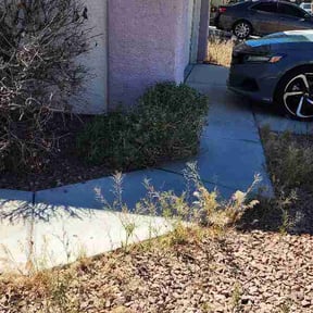 Bush Trimming by Teamclean lawncare reviewed on April 14, 2026