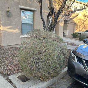 Bush Trimming by EECO SERVICES LLC reviewed on February 19, 2026