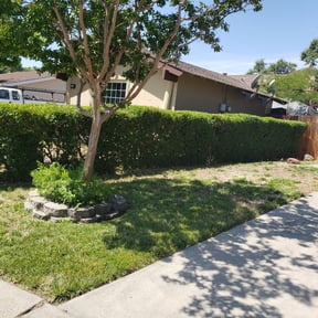 Bush Trimming by Marvin&#039;s Services LLC reviewed on May 16, 2024