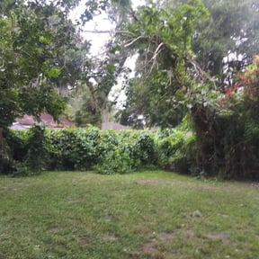 Bush Trimming by Rios landscaping reviewed on August 19, 2025