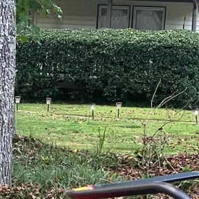 Bush Trimming by Under the Table Lawn Care Company reviewed on August 18, 2025