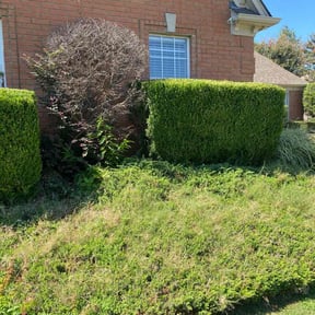 Bush Trimming by Ssoutdoor reviewed on August 16, 2025