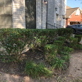 Bush Trimming by Perspective Solutions LLC reviewed on August 19, 2025