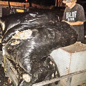 Leaf Removal by Razor Sharp Landscaping LLC reviewed on September 14, 2025