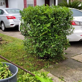 Bush Trimming by Chris Slone Lawn Love reviewed on August 15, 2025