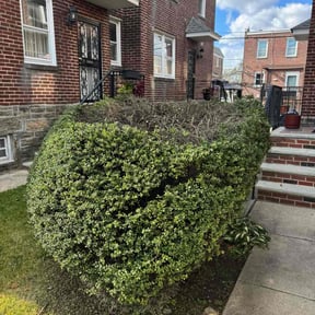 Bush Trimming by Look Good 2 Me reviewed on November 6, 2025