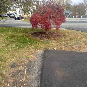 Flower Bed Weeding by Green tumb reviewed on November 10, 2025