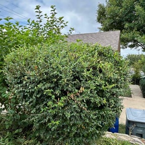 Leaf Removal by Fiers &amp; Son’s Lawn Care and Pressure Washing reviewed on April 10, 2025