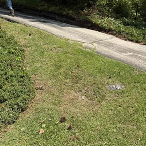 Bush Trimming by Loop&#039;s Landscaping reviewed on October 21, 2025