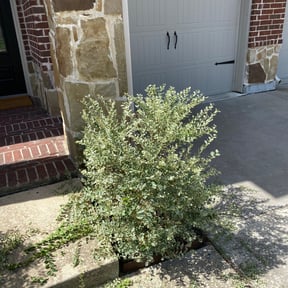 Bush Trimming by Pristine Lawns, LLC reviewed on August 18, 2025