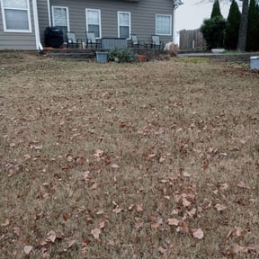 Leaf Removal by Ramon Santiago lawncare reviewed on September 19, 2025