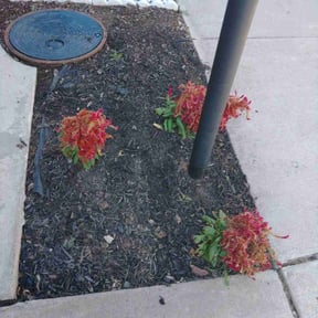 Flower Bed Weeding by Xtra Care Lawn Service reviewed on August 19, 2025