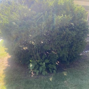 Bush Trimming by Sb Landscaping reviewed on November 22, 2025