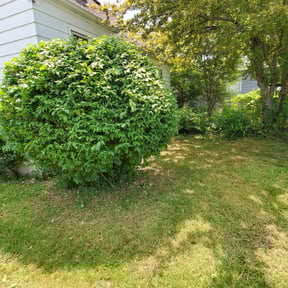 Bush Trimming by Transit LLC reviewed on August 16, 2025