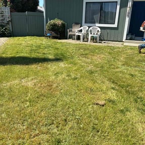 Bush Trimming by Elston Lawn Care reviewed on August 17, 2025