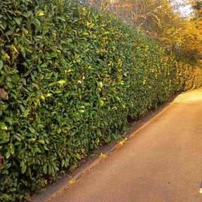 Bush Trimming by EV Great Valley Landscaping,LLC. reviewed on May 8, 2025