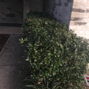Bush Trimming by S&S Lawn Care reviewed on August 21, 2025