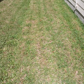Bush Trimming by Hamilton Land Works LLC reviewed on August 21, 2025