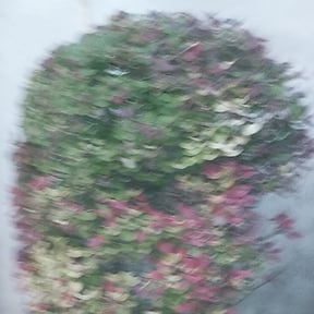 Bush Trimming by Shaggy cuts,INC reviewed on August 19, 2025