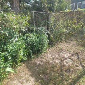 Bush Trimming by Andre Kirk reviewed on December 24, 2025