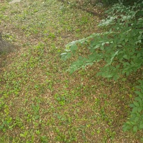 Leaf Removal by Push N Peace reviewed on September 16, 2025