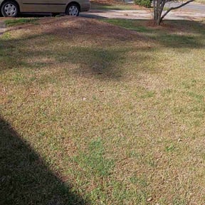 Leaf Removal by Our Vision Media LLC reviewed on March 20, 2026