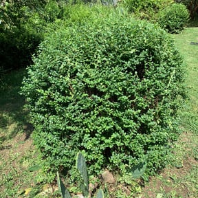 Bush Trimming by Yard Care Services, Llc reviewed on August 15, 2025