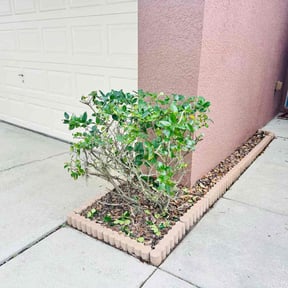 Bush Trimming by Juan Rodriguez reviewed on August 21, 2025