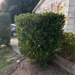 Bush Trimming by Texas Services SA reviewed on August 16, 2025