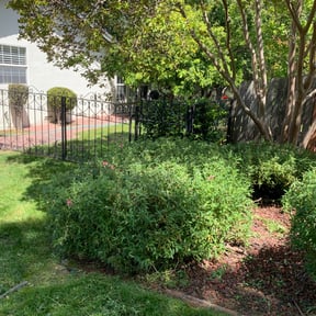 Bush Trimming by Steve’s mowing company reviewed on August 20, 2025