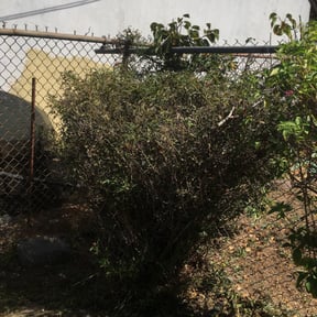 Bush Trimming by Rodriguez Gardening reviewed on August 21, 2025