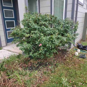 Bush Trimming by Farmstead Lawn Care reviewed on April 29, 2026