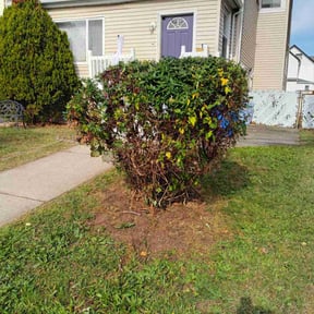 Bush Trimming by Lawn Hub reviewed on December 30, 2025