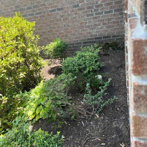 Flower Bed Weeding by Northern Wolf reviewed on August 20, 2025