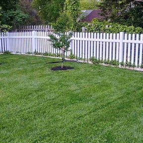 Shrub or Tree Planting by Ezlycut landscaping reviewed on August 20, 2025