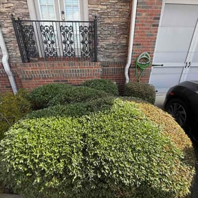 Bush Trimming by 66landscaping.com reviewed on February 26, 2026